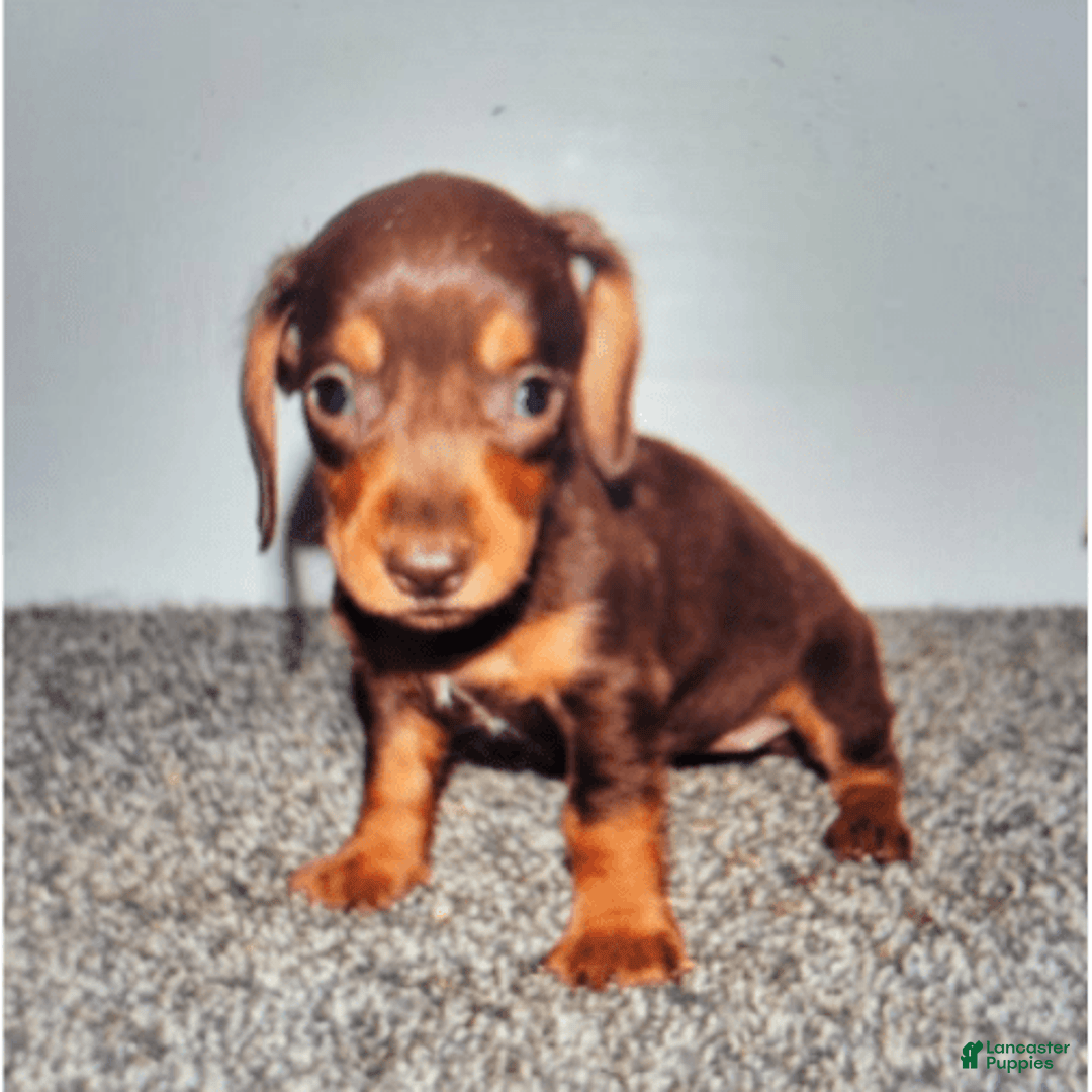 Dachshund dogs for sale: Mocha - Image 1