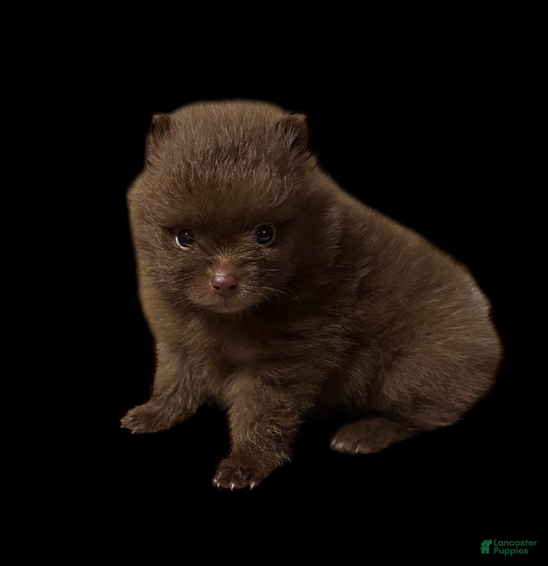 Pomeranian dogs for sale: Twix - Image 10