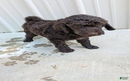 Standard Poodle dogs for sale: Peanut - Image 13