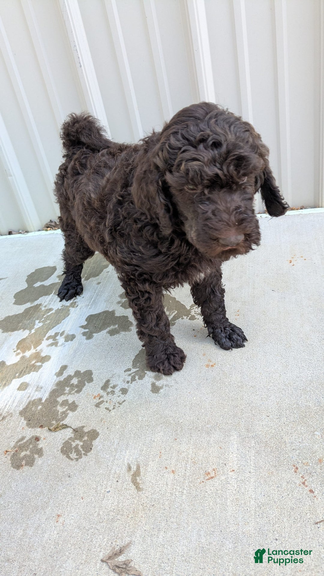 Standard Poodle dogs for sale: Peanut - Image 13