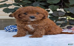 Cavapoo dogs for sale: Remi - Image 24