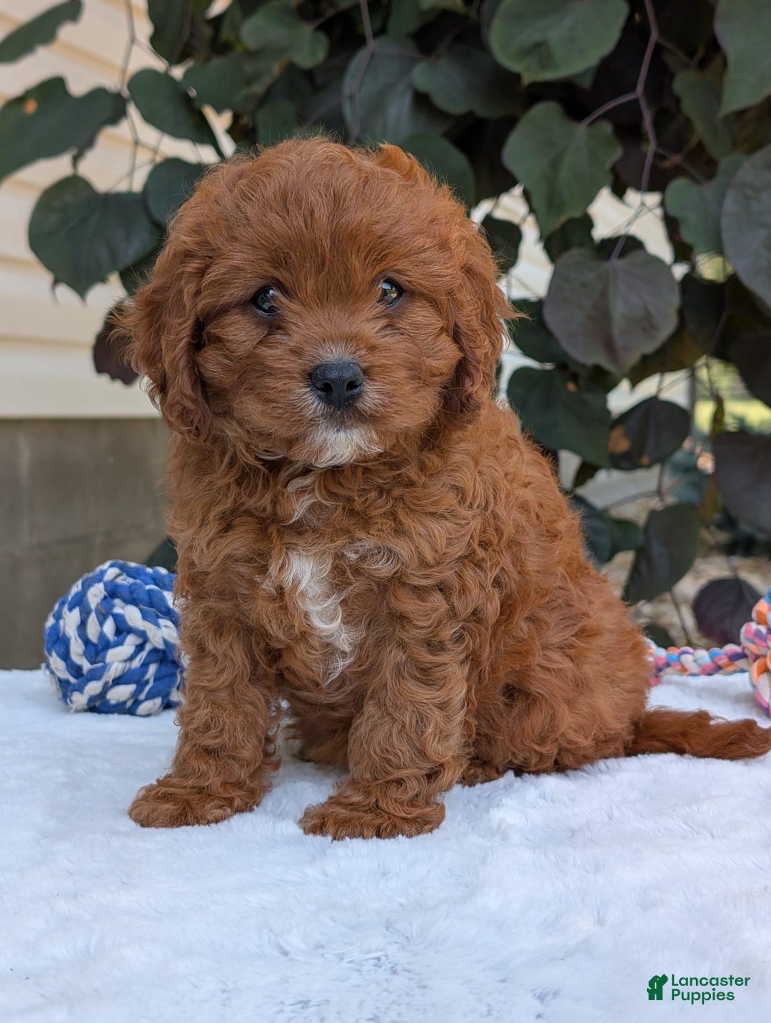 Cavapoo dogs for sale: Remi - Image 24