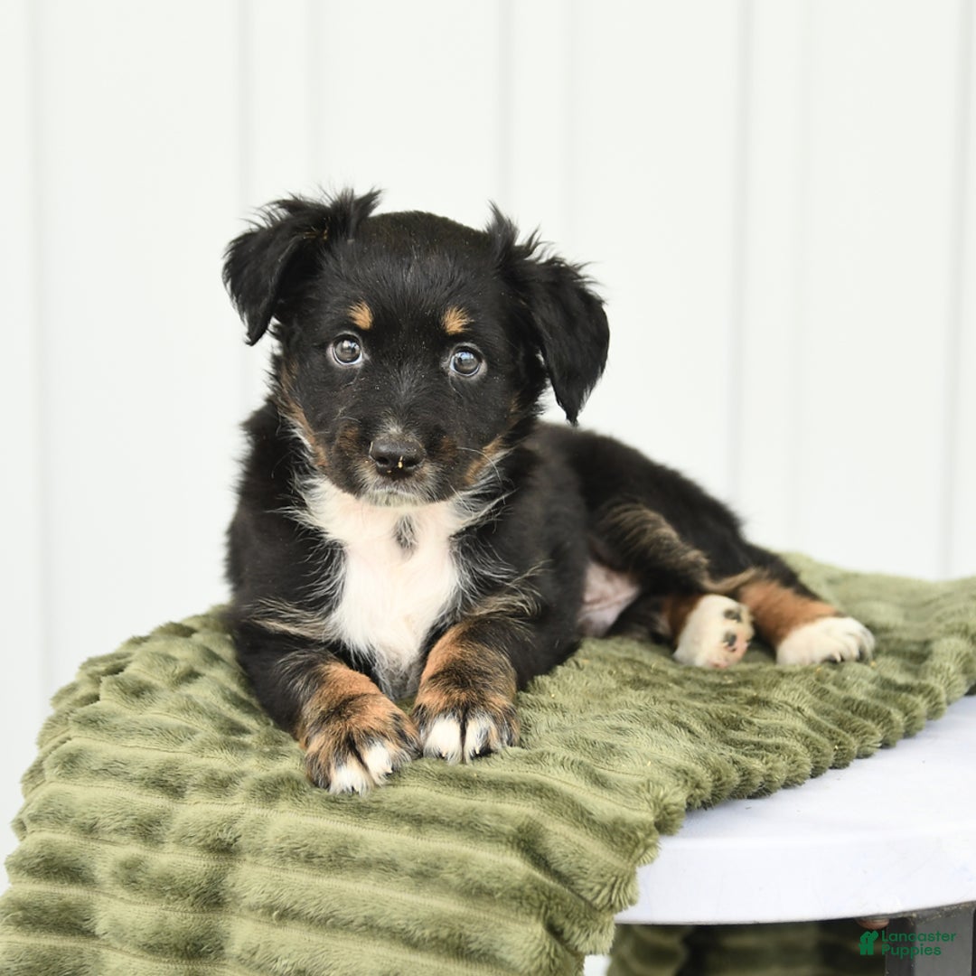 Miniature Australian Shepherd dogs for sale: Barkley - Image 3