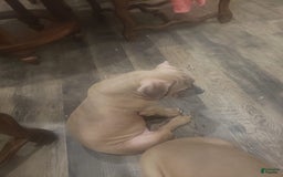 American Bully dogs for sale: Big Hoss - Image 14