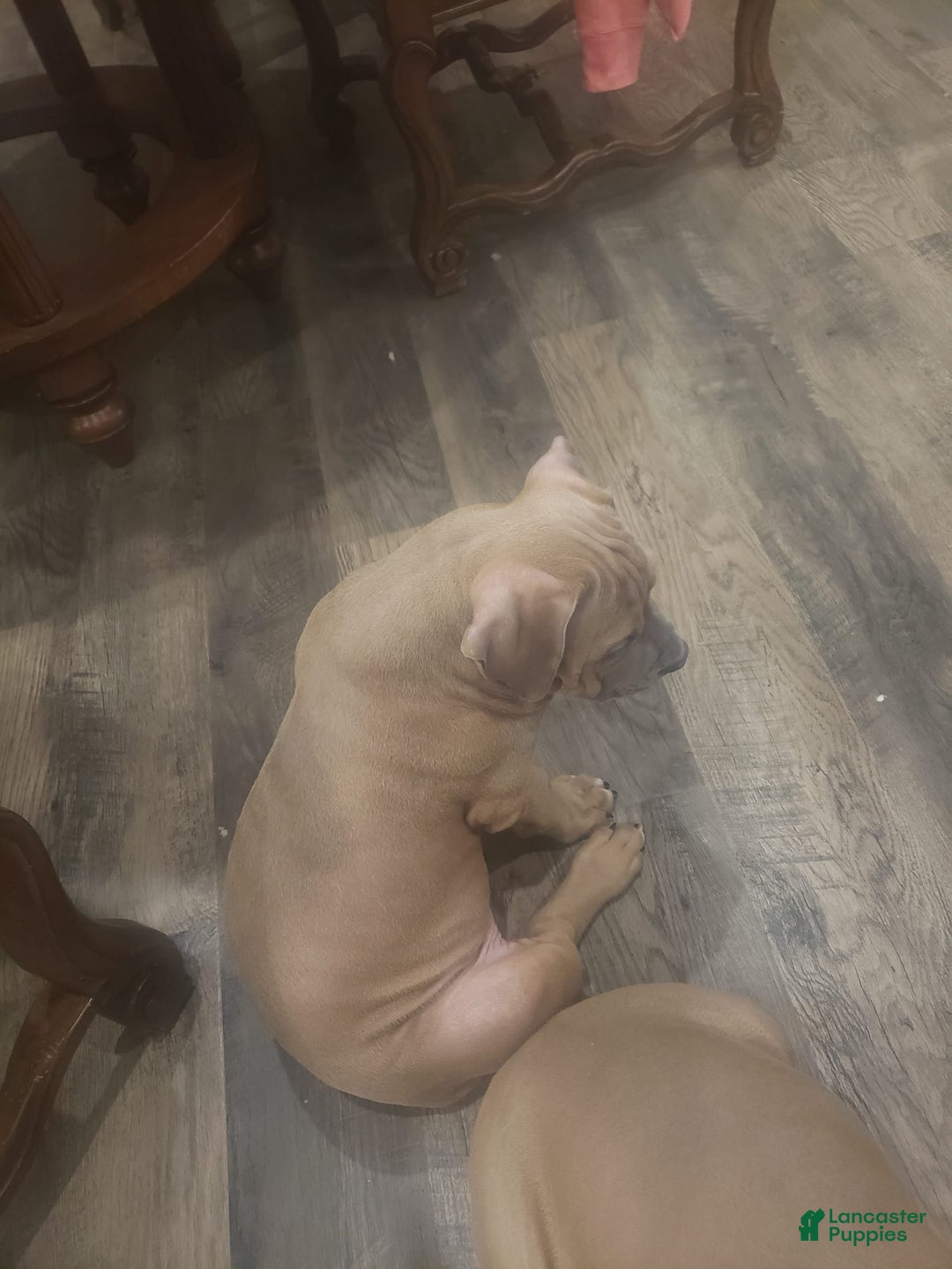 American Bully dogs for sale: Big Hoss - Image 14