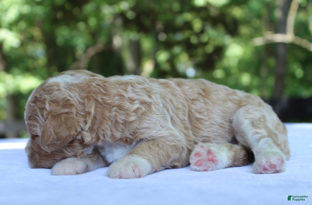 Standard Poodle dogs for sale: London Moyen - Image 7