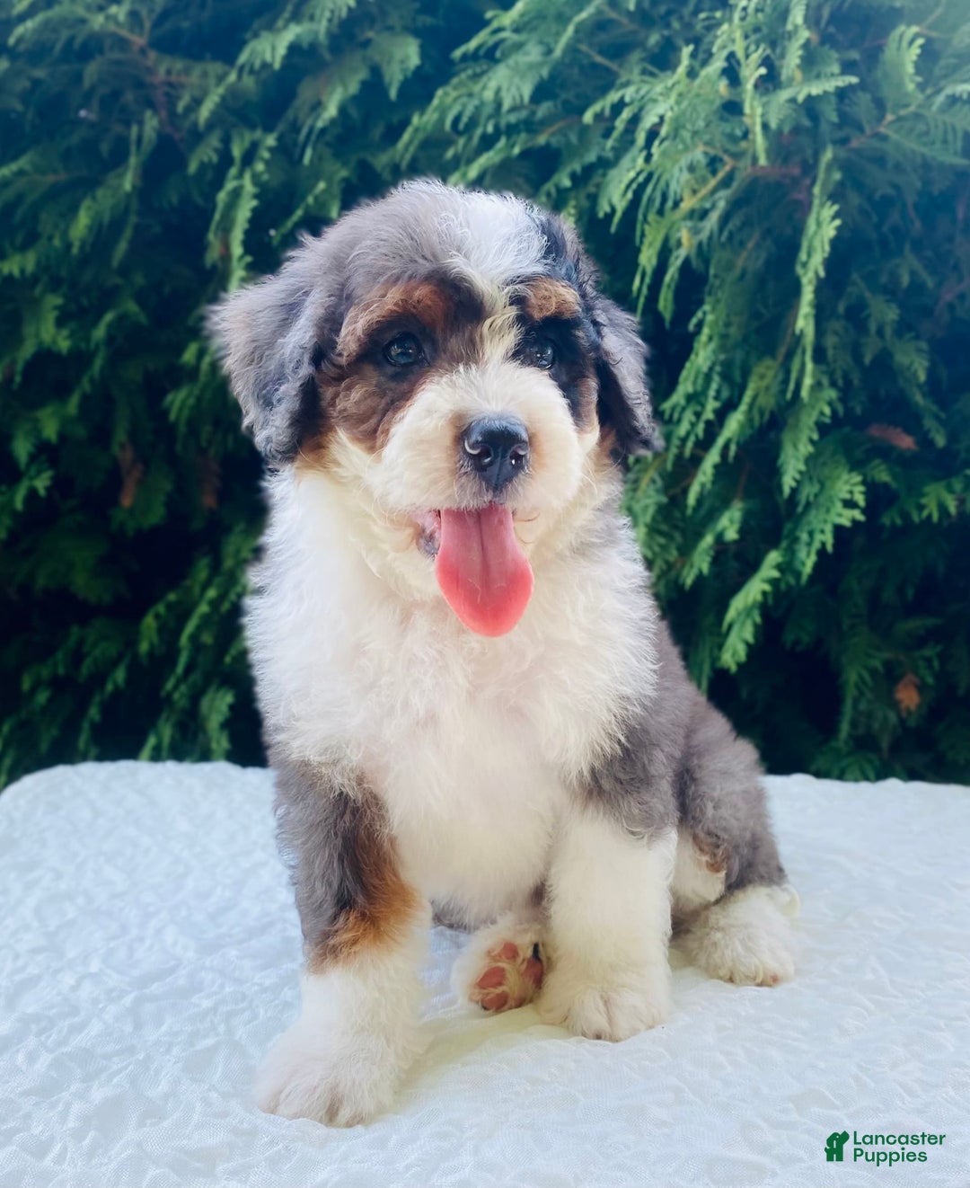 Bernedoodle dogs for sale: Angie - Image 4