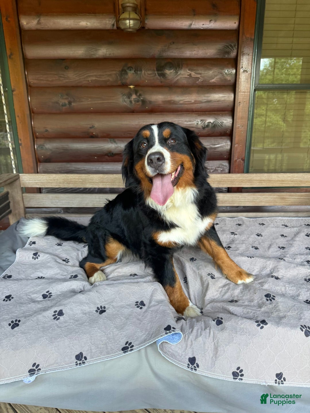 Bernedoodle dogs for sale: Maple - Image 2