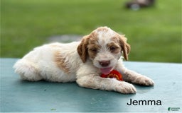 Brittany Spaniel dogs for sale: Jemma - Image 2