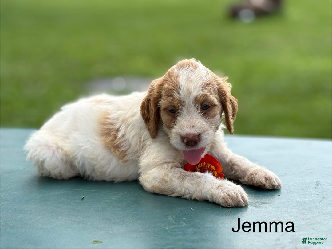 Brittany Spaniel dogs for sale: Jemma - Image 2