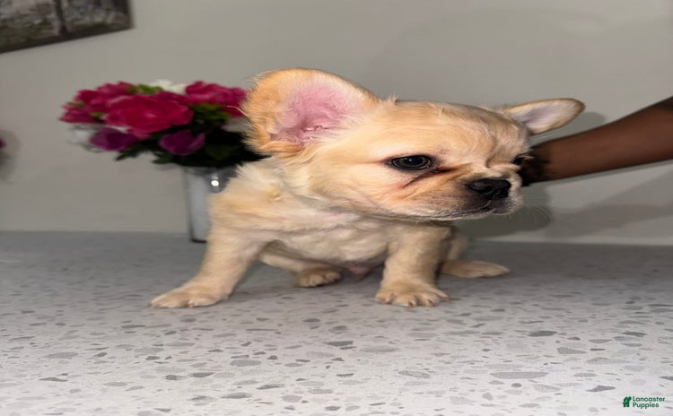 French Bulldog dogs for sale - Ad 2