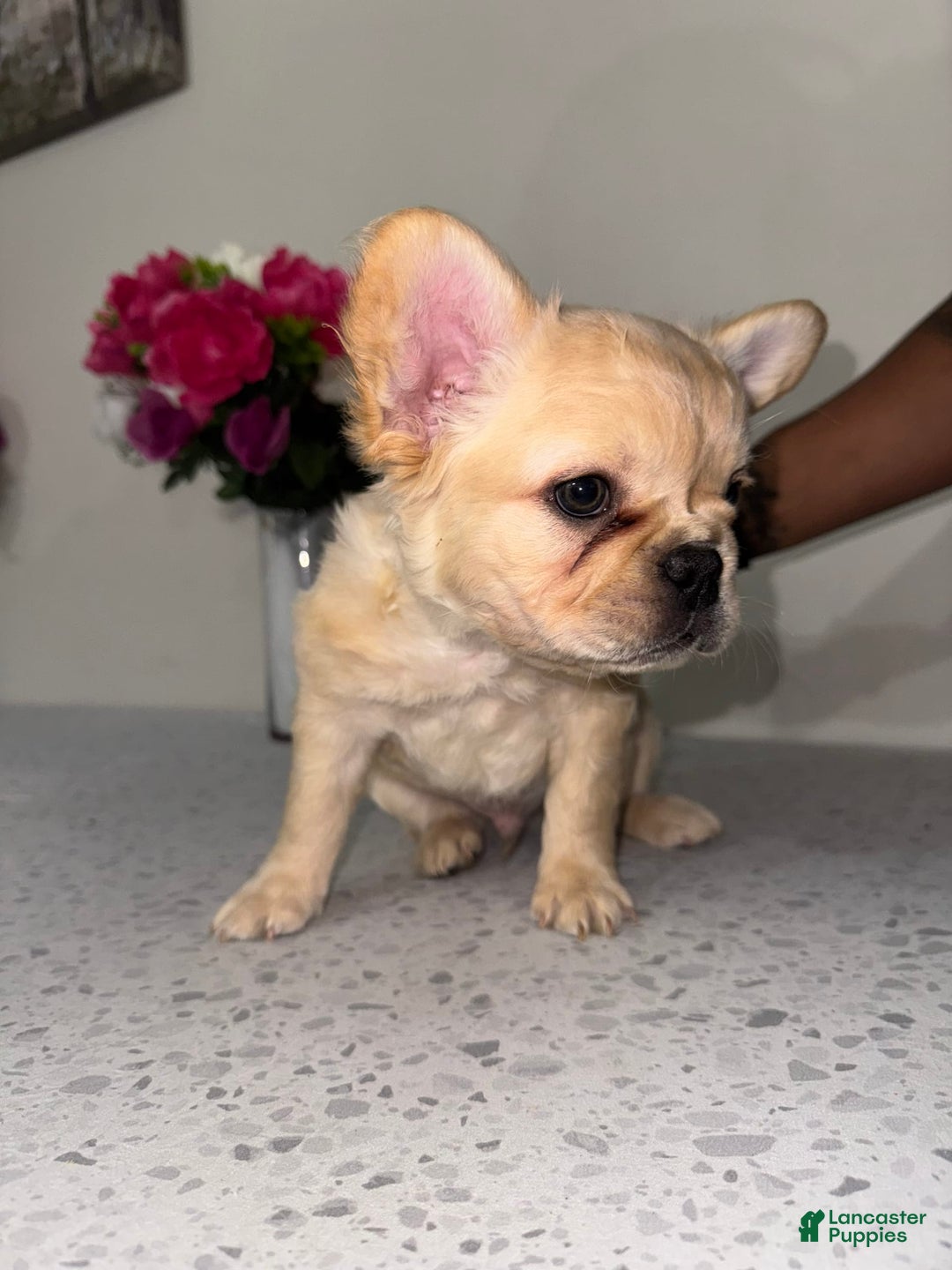 French Bulldog dogs for sale: Blanco Fluffy Frenchie - Image 1