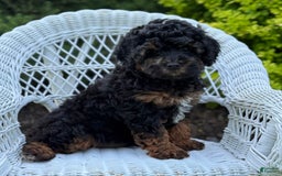 Cavapoo dogs for sale: Cavapoo 4 puppies - Image 17