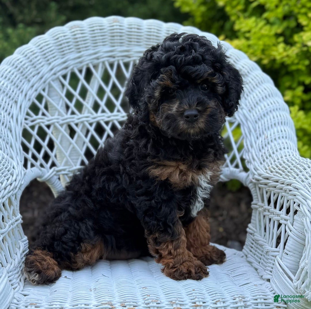 Cavapoo dogs for sale: Cavapoo 4 puppies - Image 17