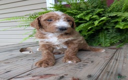 Goldendoodle dogs for sale: Blake - Image 6