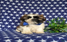 Shih Tzu dogs for sale: Dale - Image 11