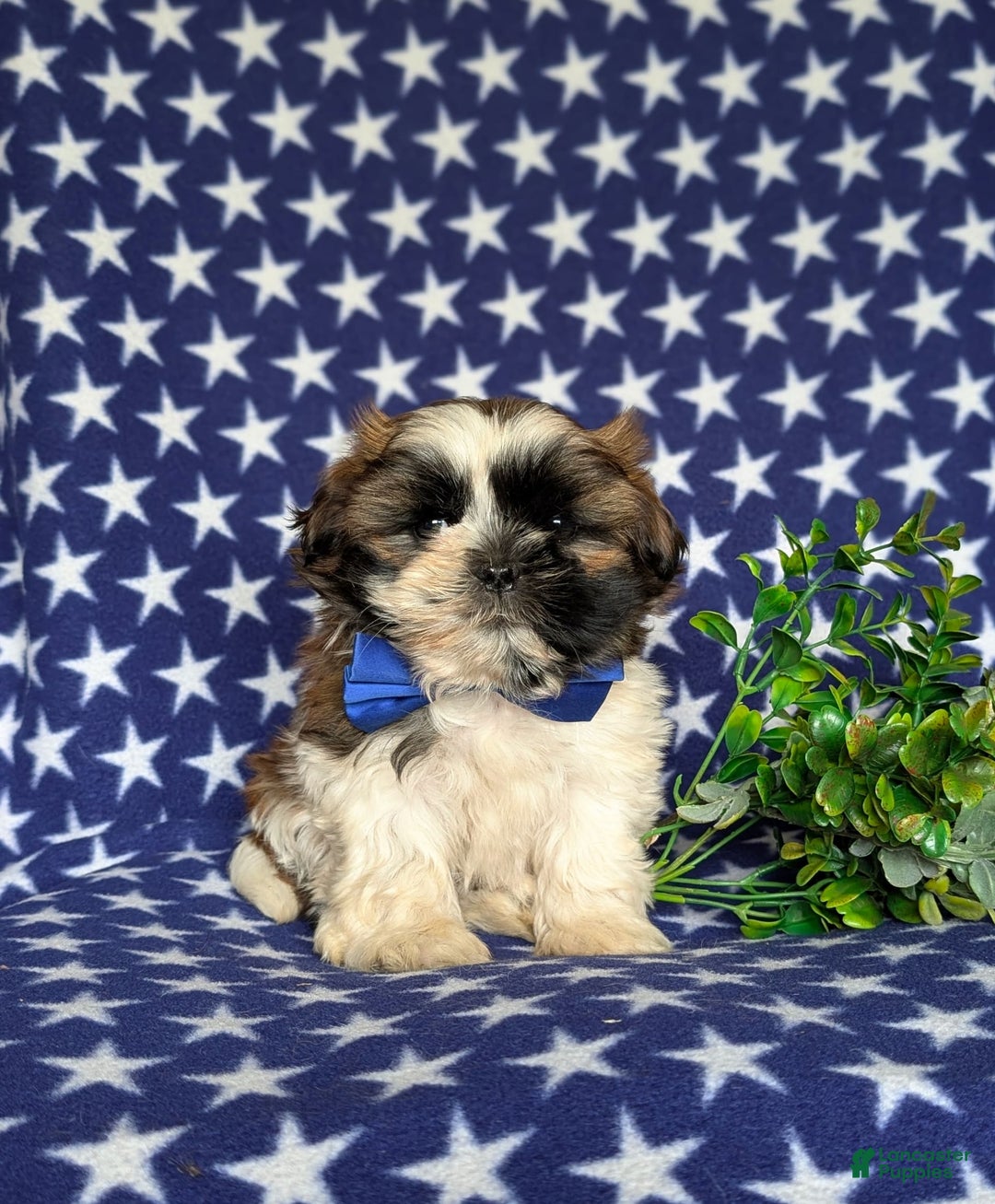 Shih Tzu dogs for sale: Dale - Image 11