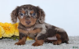 Miniature Dachshund dogs for sale: Wesley - Image 4