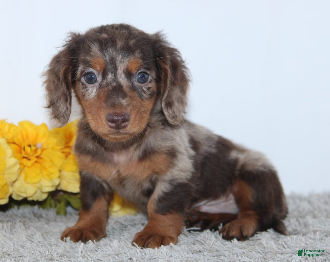 Miniature Dachshund dogs for sale: Wesley - Image 4