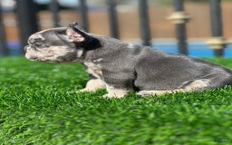 French Bulldog dogs for sale: Trizzle - Image 3