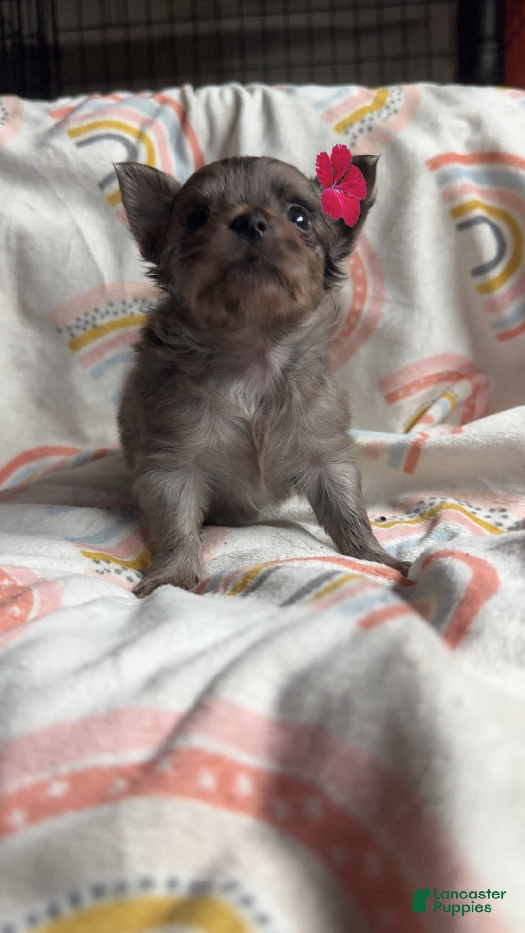 Chihuahua dogs for sale: Coi - Image 1