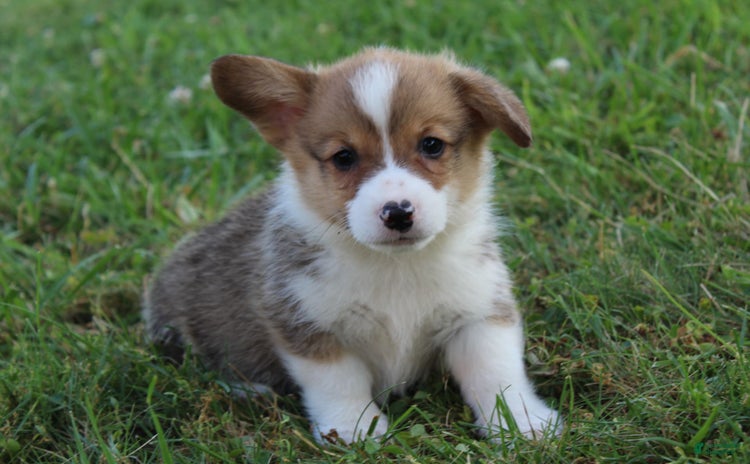Welsh Corgi Pembroke dogs - Advert 34