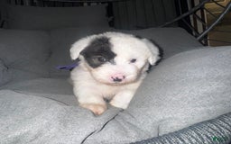 Old English Sheepdog dogs for sale: Violet - Image 6