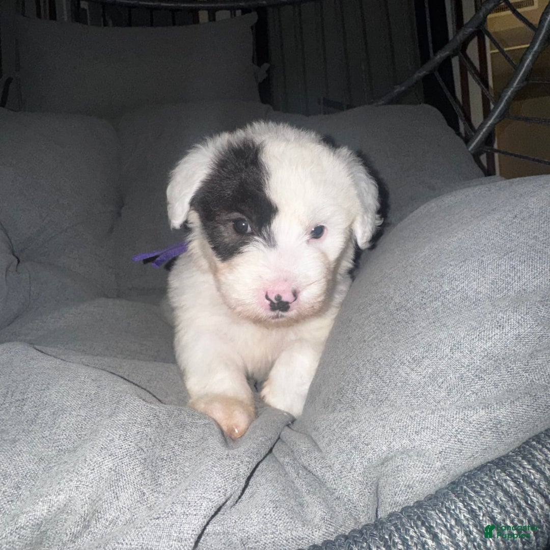 Old English Sheepdog dogs for sale: Violet - Image 6