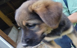 Norwegian Elkhound dogs for sale: Duke - Image 2