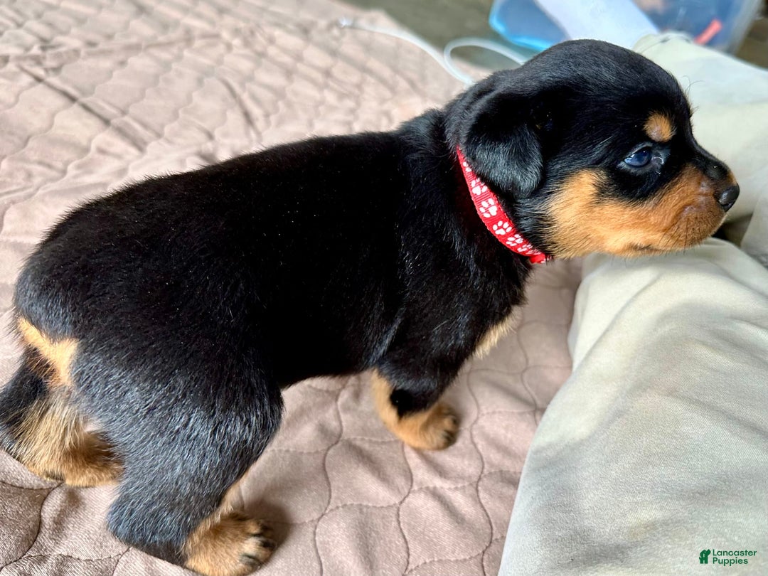 Rottweiler dogs for sale: Red Collar - Image 7