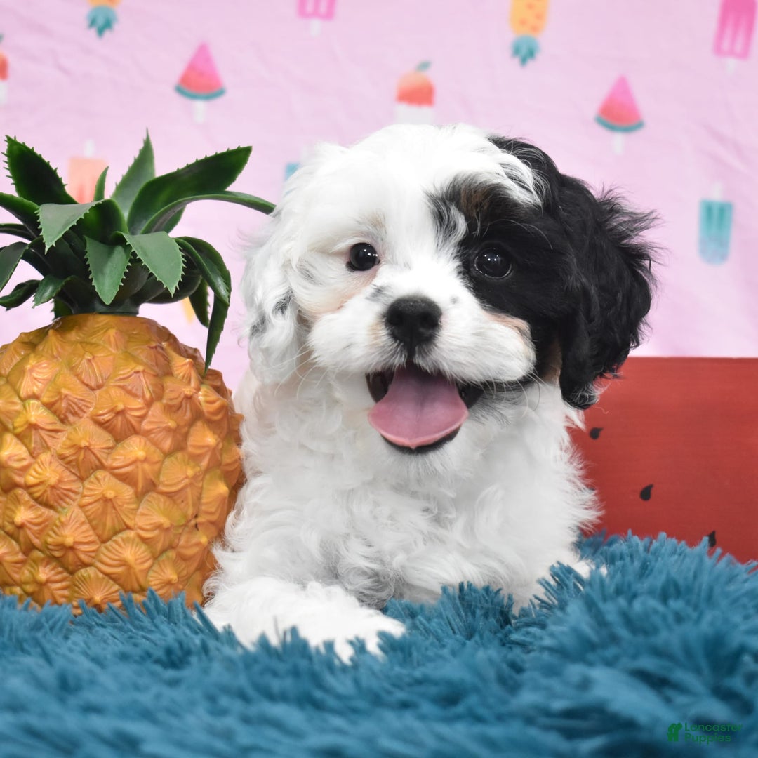 Cavapoo dogs for sale: Wren - Image 5