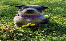 Australian Cattle Dog dogs for sale: Candy - Image 3