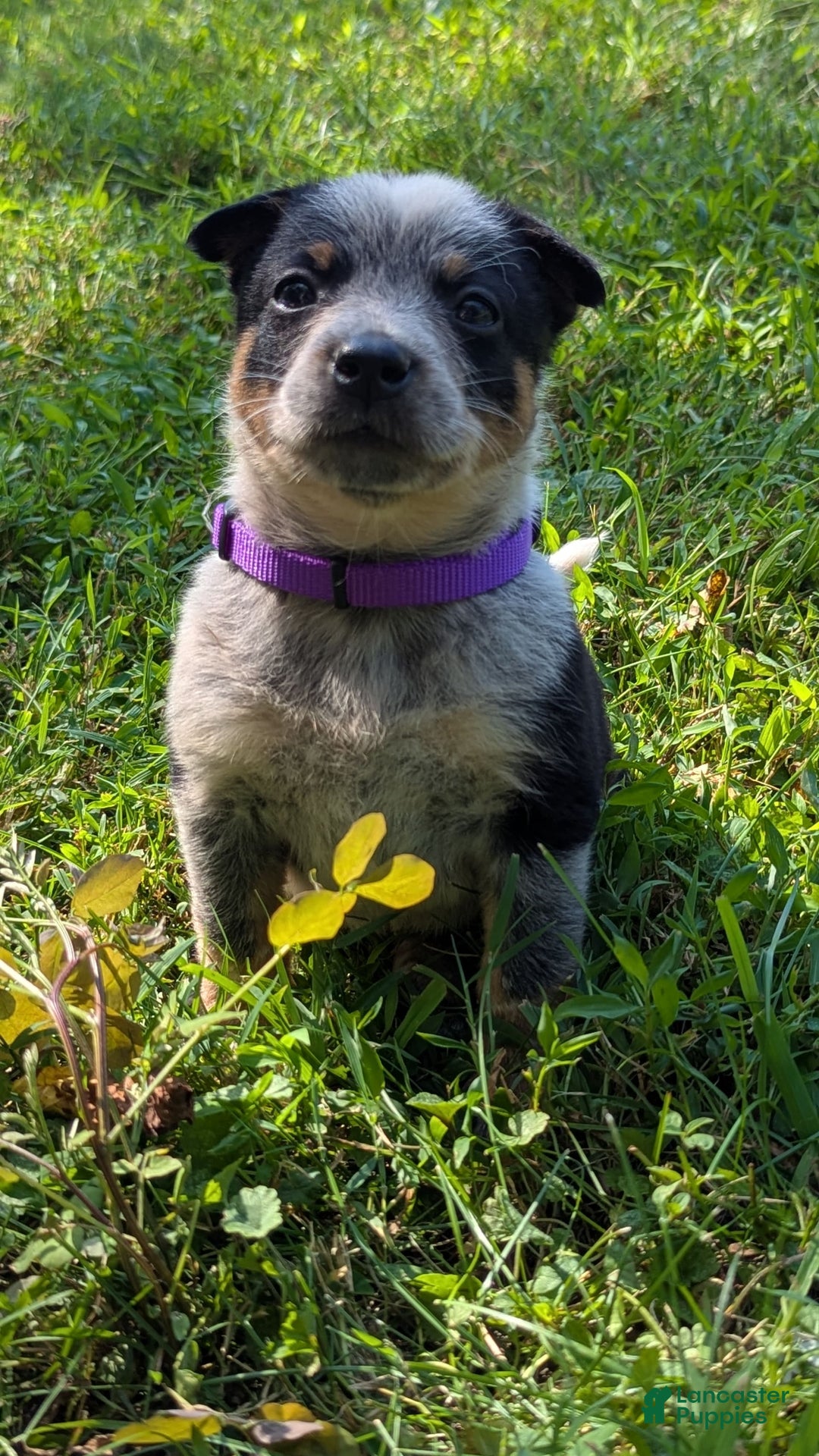 Australian Cattle Dog dogs for sale: Candy - Image 3