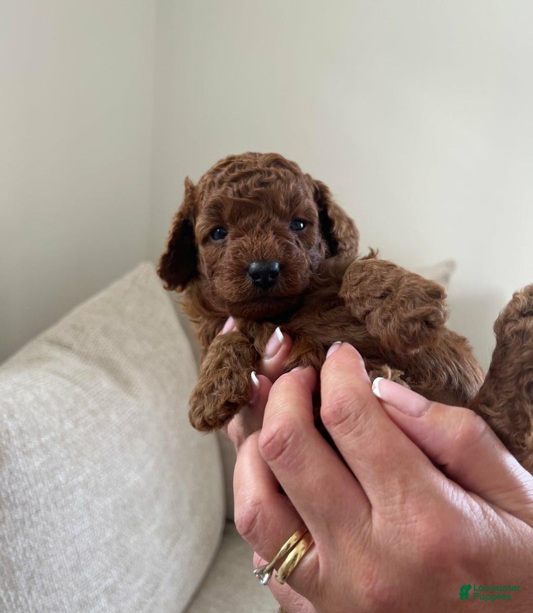 Cavapoo dogs for sale: Debra - Image 2