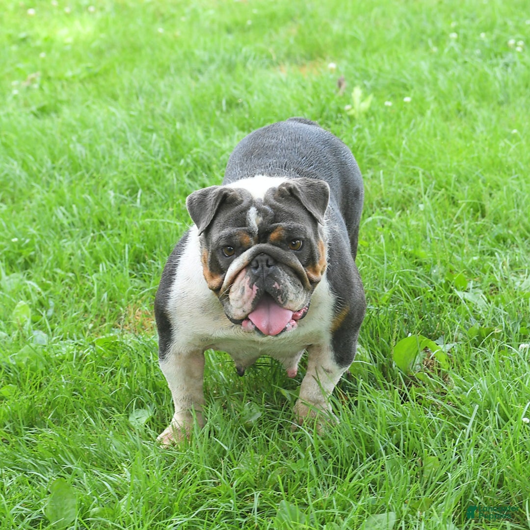 English Bulldog dogs for sale: Bubbles - Image 6