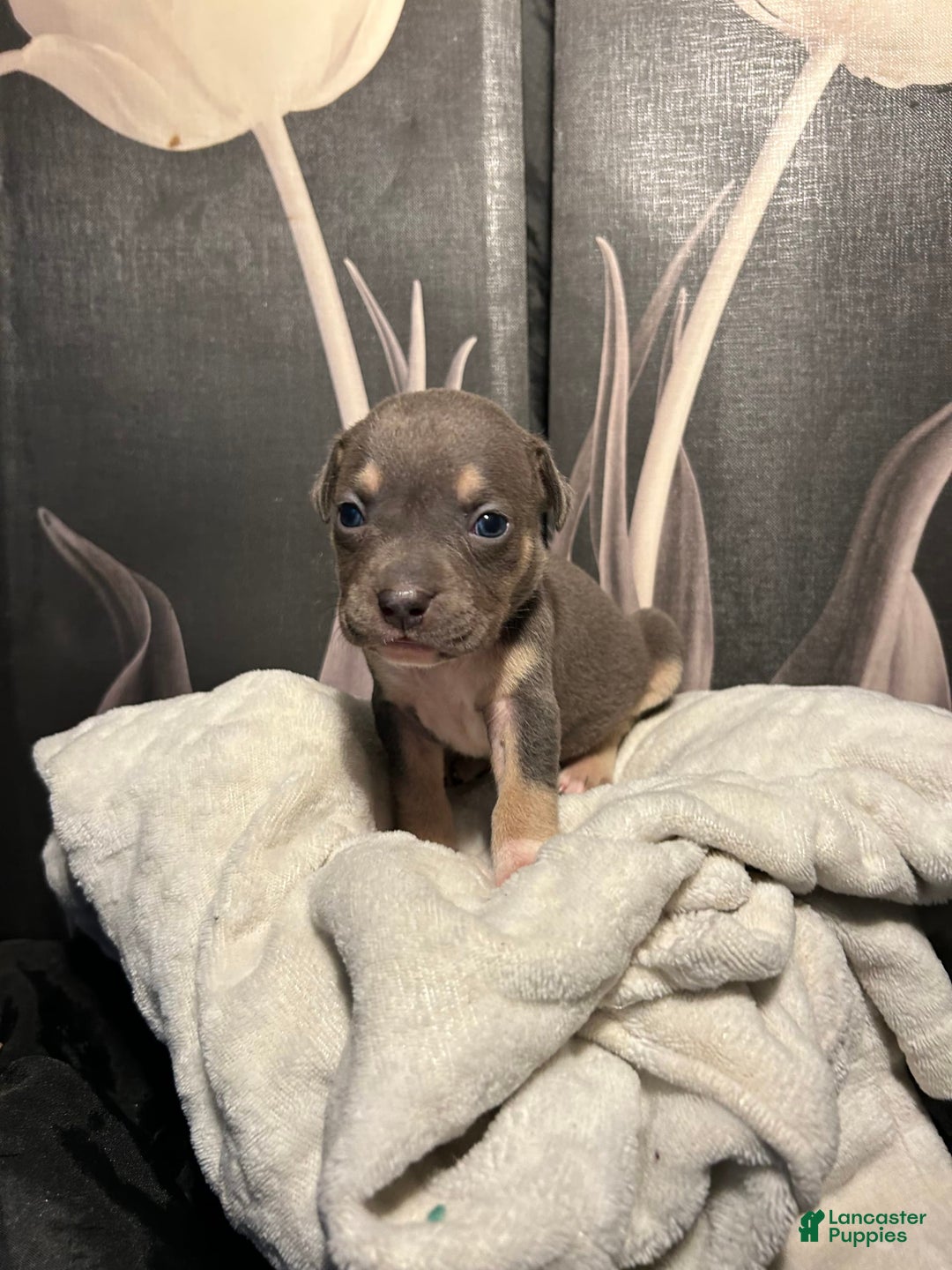 American Bully dogs for sale: Rosey - Image 12