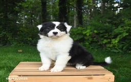 Australian Shepherd dogs for sale: Julie - Image 5