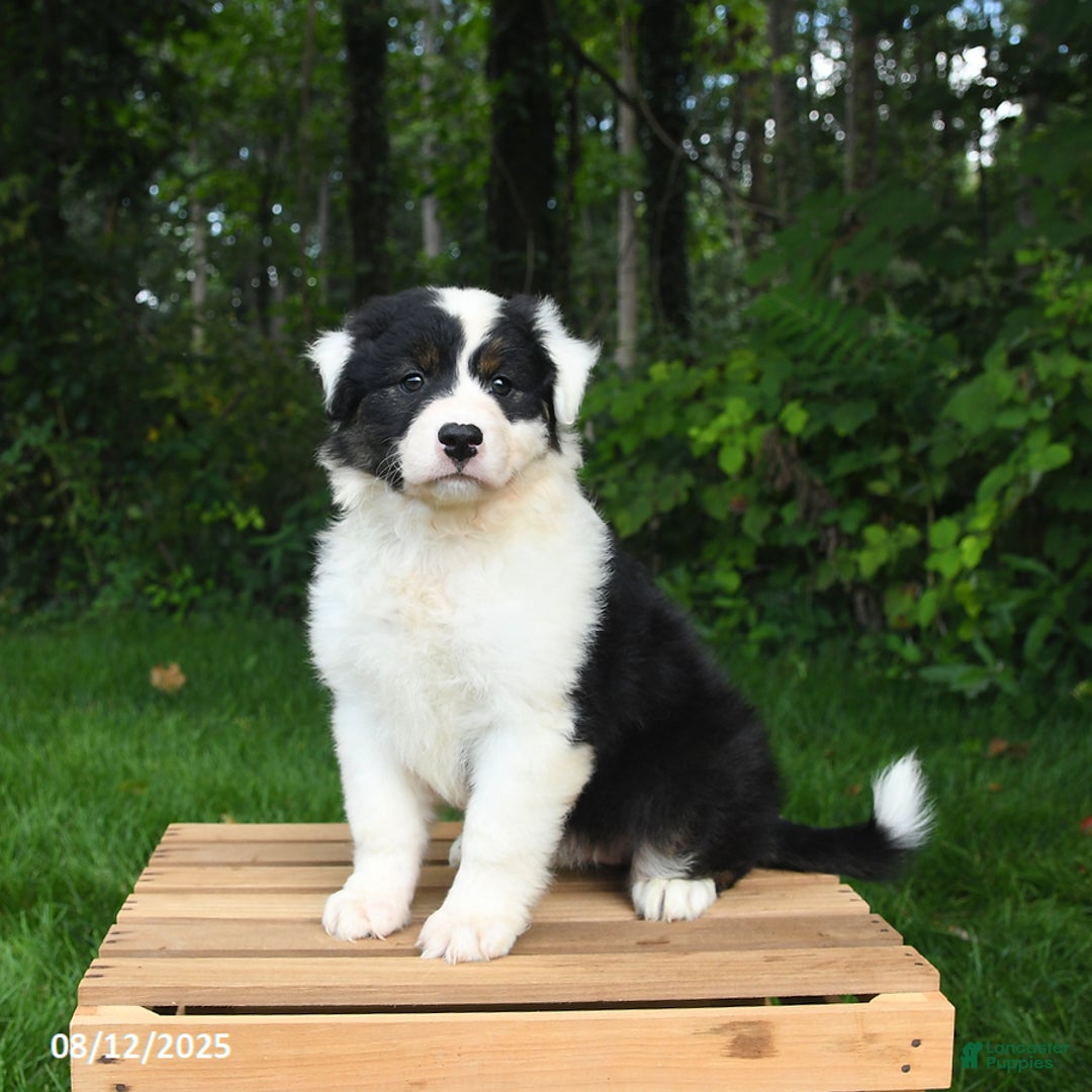 Australian Shepherd dogs for sale: Julie - Image 5
