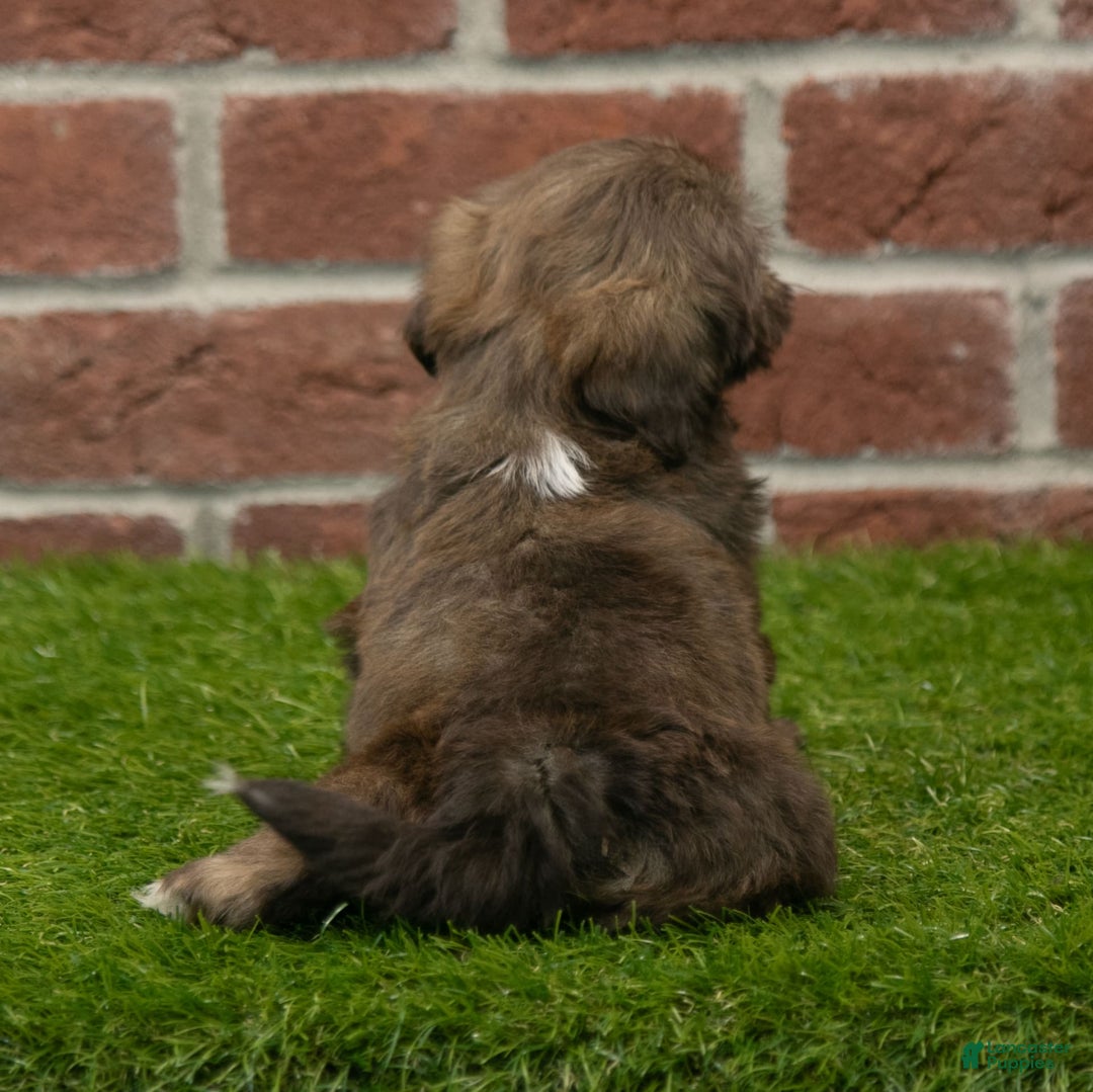 Shih Tzu dogs for sale: Lacey - Image 16
