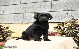 Labrador Retriever dogs for sale: Maverick - Image 1