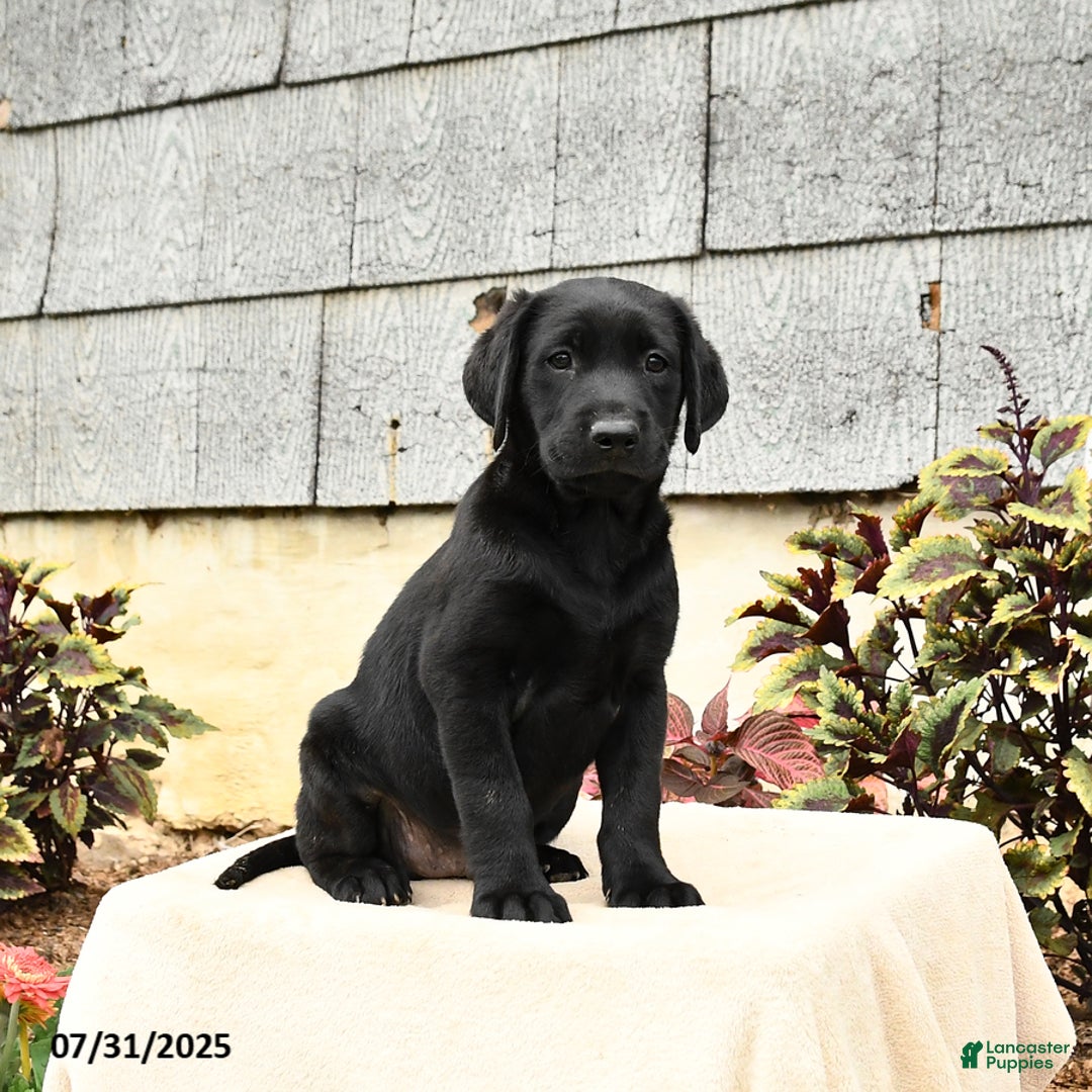 Labrador Retriever dogs for sale: Maverick - Image 1