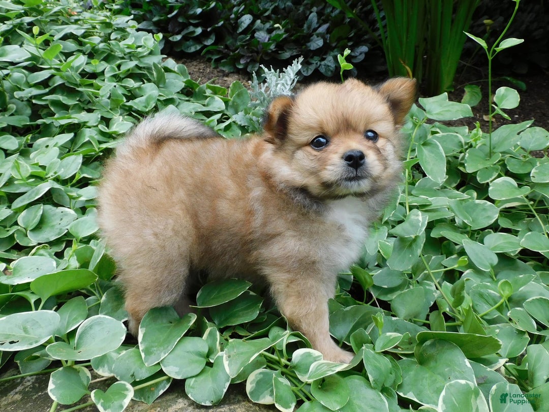 Pomeranian dogs for sale: Alex - Image 4