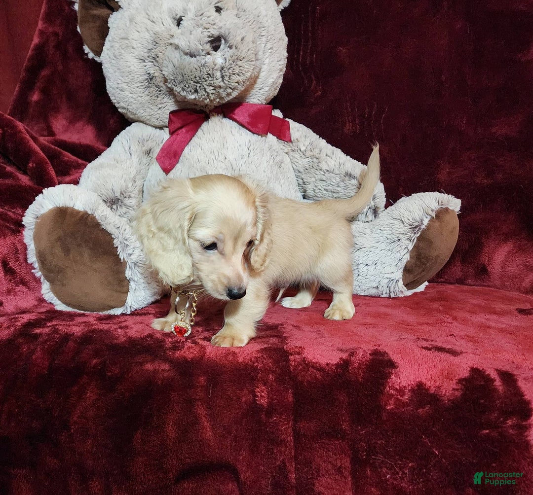 Miniature Dachshund dogs for sale: Nugget - Image 15