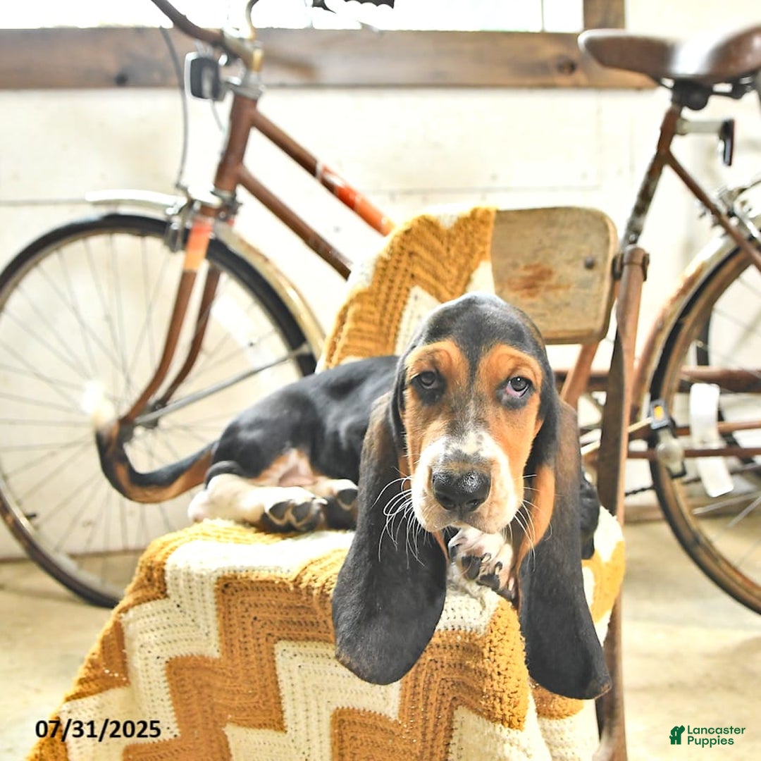 Basset Hound dogs for sale: Shanda - Image 13