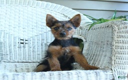 Yorkshire Terrier dogs for sale: Tilly - Image 10
