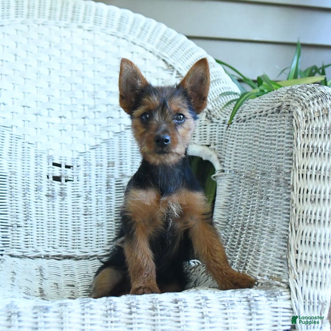 Yorkshire Terrier dogs for sale: Tilly - Image 10