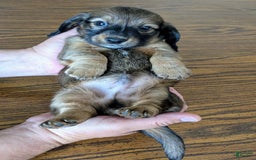Miniature Dachshund dogs for sale: Todd - Image 7