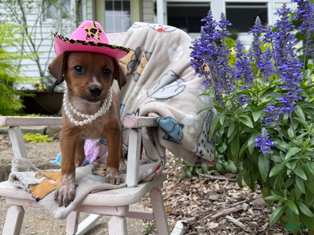 Australian Cattle Dog dogs for sale: Minnie - Image 4