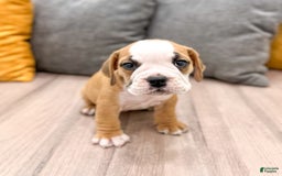 Beabull dogs for sale: Kobe - Image 2