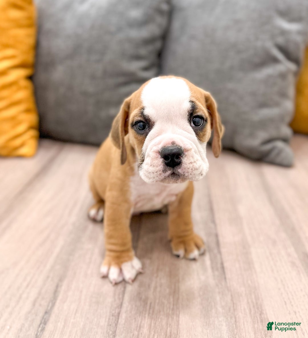 Beabull dogs for sale: Kobe - Image 2